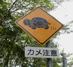 カメに注意.gif